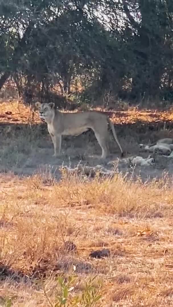 Leão Natureza Uma Grande Família Leões Selvagens Caçam Descansam Leão — Vídeo de Stock