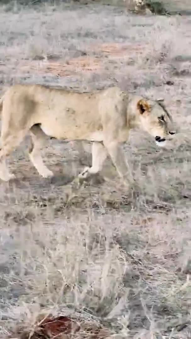 Lion Dans Nature Une Grande Famille Lions Sauvages Chasse Repose — Video