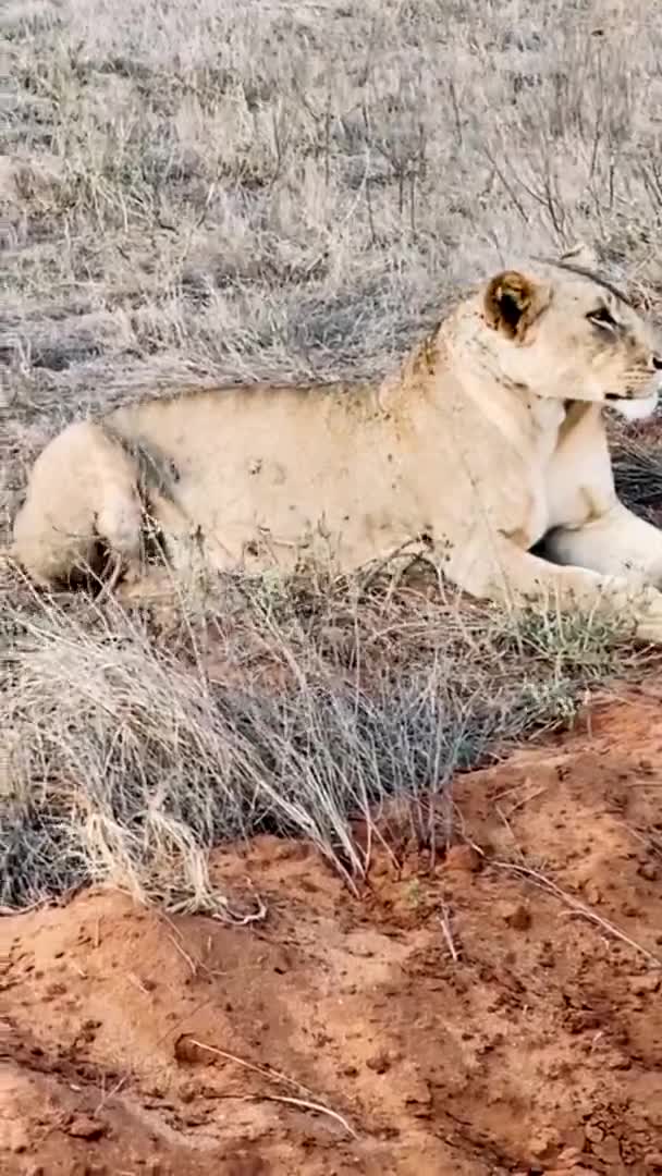 León Naturaleza Una Gran Familia Leones Salvajes Cazan Descansan León — Vídeos de Stock