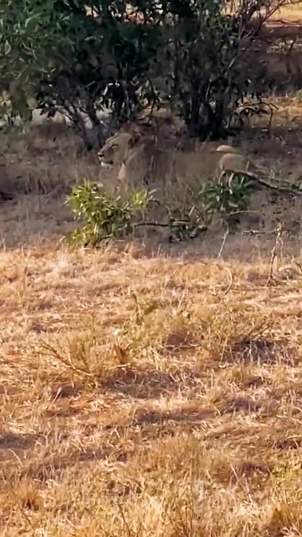 Lew Dziczy Duża Rodzina Dzikich Lwów Poluje Odpoczywa Lew Jedzący — Wideo stockowe