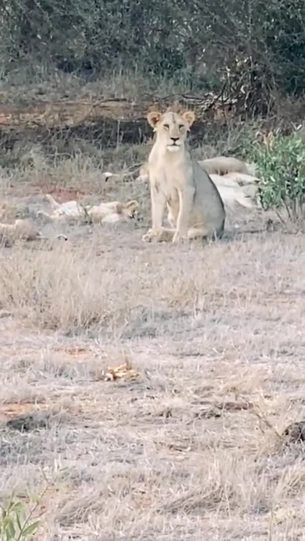 Leul Sălbăticie Familie Mare Lei Sălbatici Vânează Odihnesc Leul Mănâncă — Videoclip de stoc