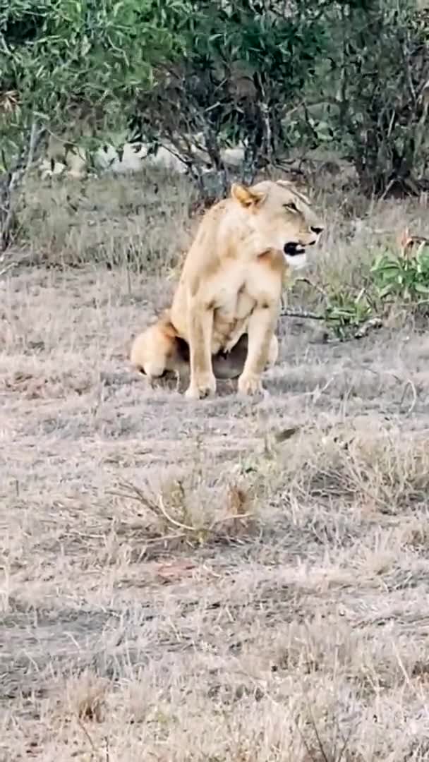 Leul Sălbăticie Familie Mare Lei Sălbatici Vânează Odihnesc Leul Mănâncă — Videoclip de stoc
