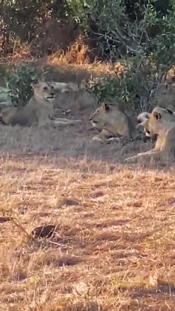 Lion Dans Nature Une Grande Famille Lions Sauvages Chasse Repose — Video