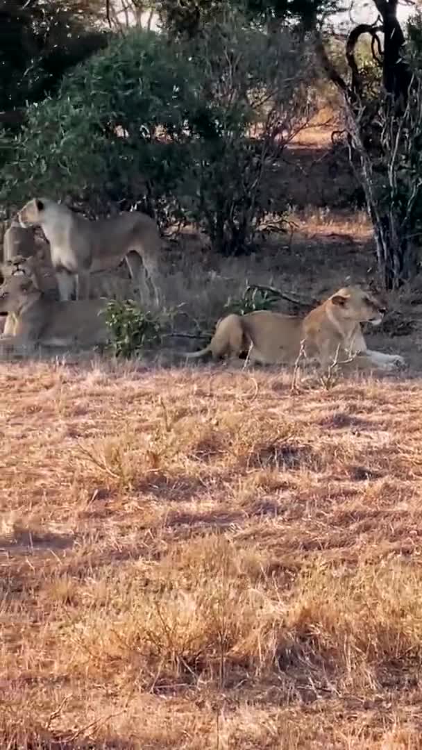 Lejon Vildmarken Stor Familj Vilda Lejon Jagar Och Vilar Lejon — Stockvideo