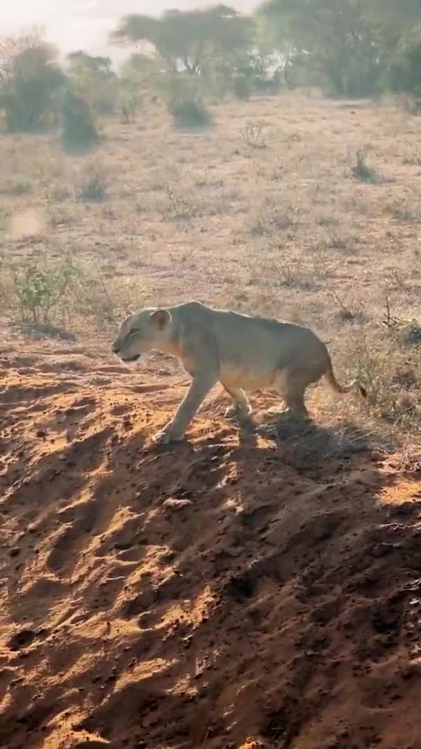 Lejon Vildmarken Stor Familj Vilda Lejon Jagar Och Vilar Lejon — Stockvideo