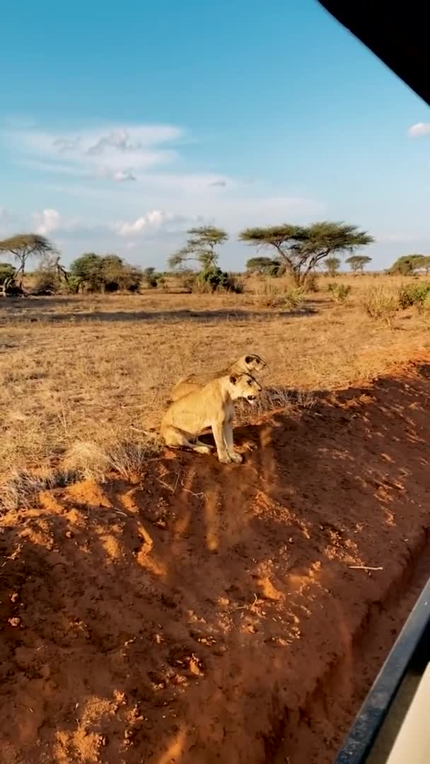 野生のライオン 野生のライオン狩りや休息の大家族 ライオン野生のゼブラを食べる — ストック動画