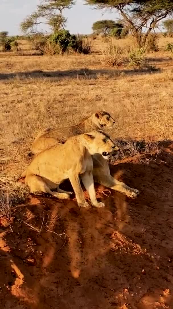 Lion Wild Large Family Wild Lions Hunt Rest Lion Eating — Stock Video