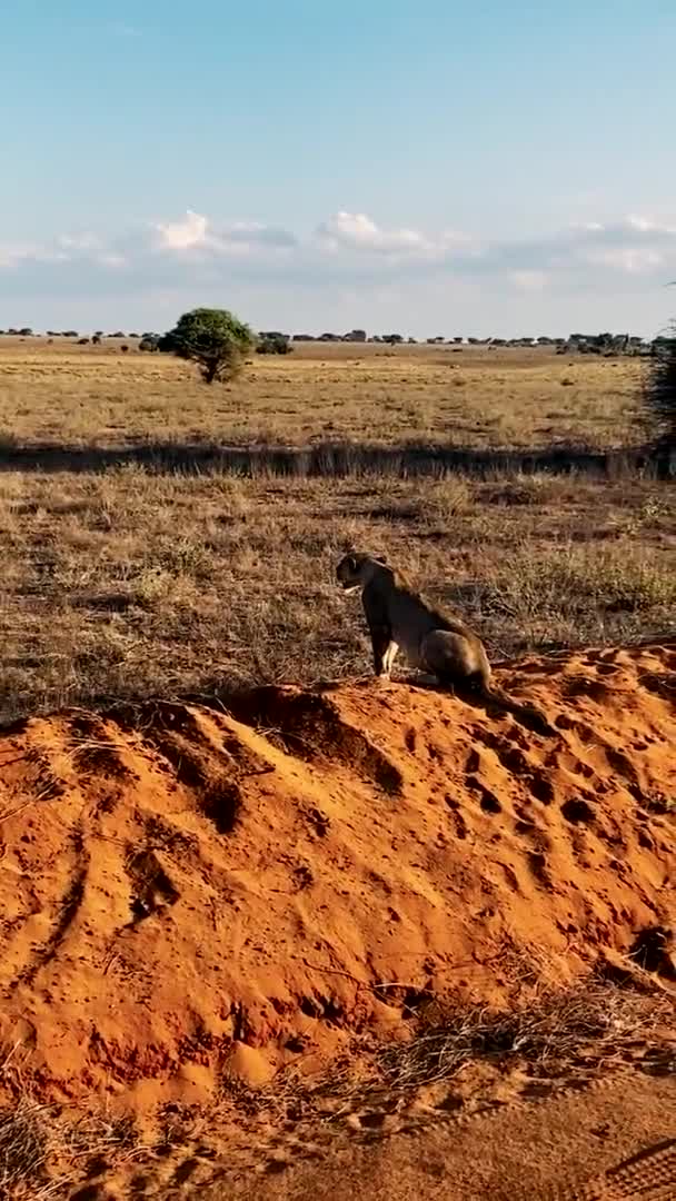 Leão Natureza Uma Grande Família Leões Selvagens Caçam Descansam Leão — Vídeo de Stock