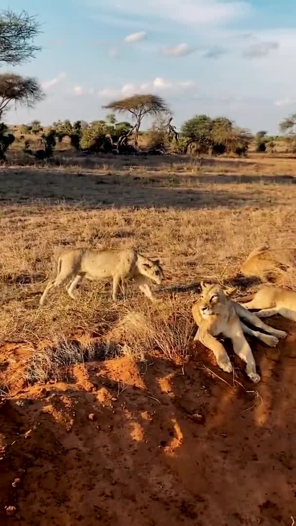 狮子在野外 一个由野生狮子组成的大家庭捕猎和休息 吃野生斑马的狮子 — 图库视频影像