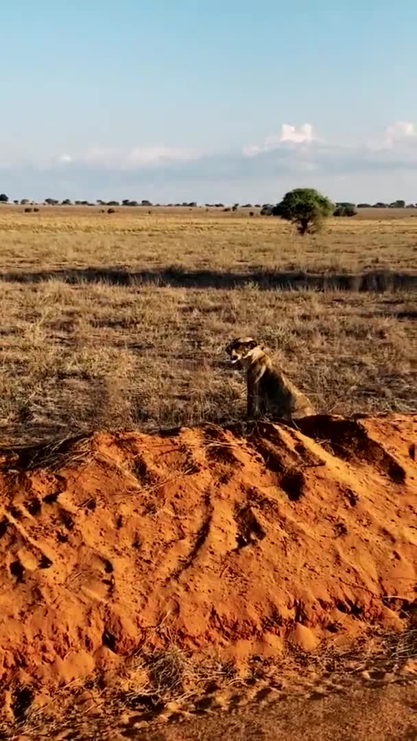 Lew Dziczy Duża Rodzina Dzikich Lwów Poluje Odpoczywa Lew Jedzący — Wideo stockowe
