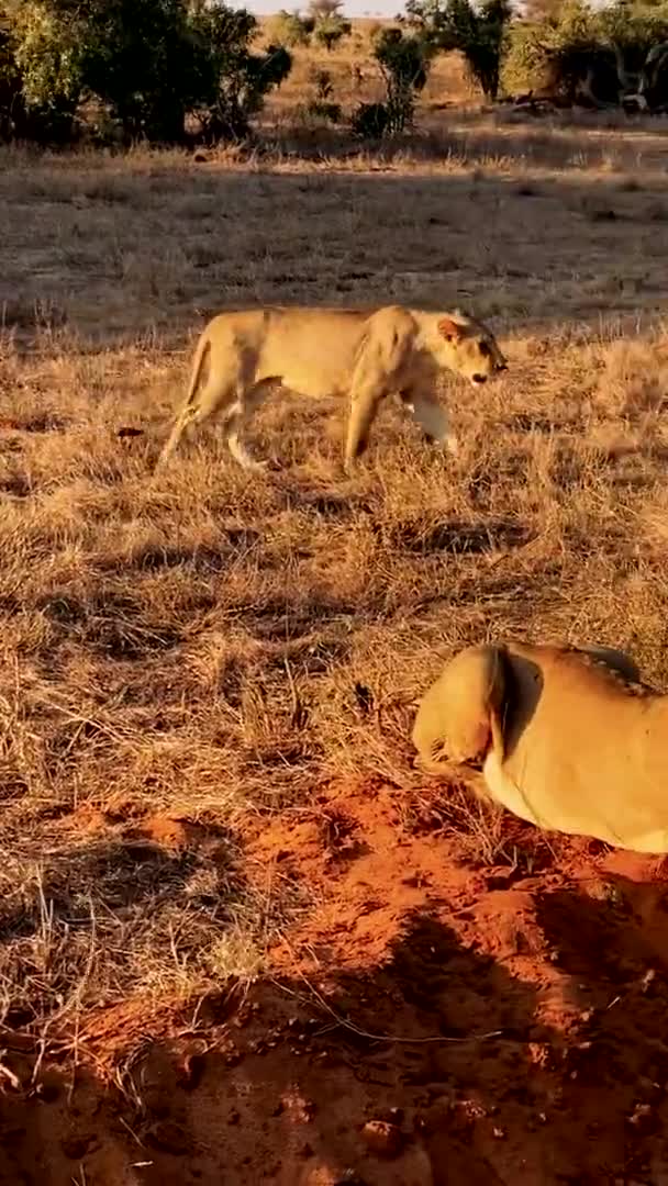 Lejon Vildmarken Stor Familj Vilda Lejon Jagar Och Vilar Lejon — Stockvideo