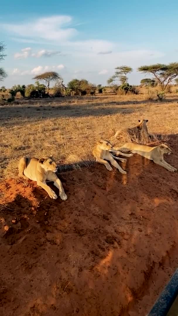 狮子在野外 一个由野生狮子组成的大家庭捕猎和休息 吃野生斑马的狮子 — 图库视频影像