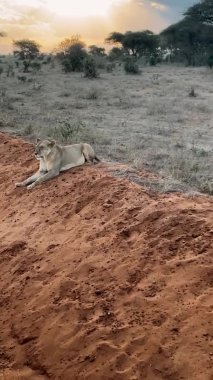 Aslan vahşi doğada. Büyük bir vahşi aslan ailesi avlanır ve dinlenir. Aslan vahşi zebra yiyor.