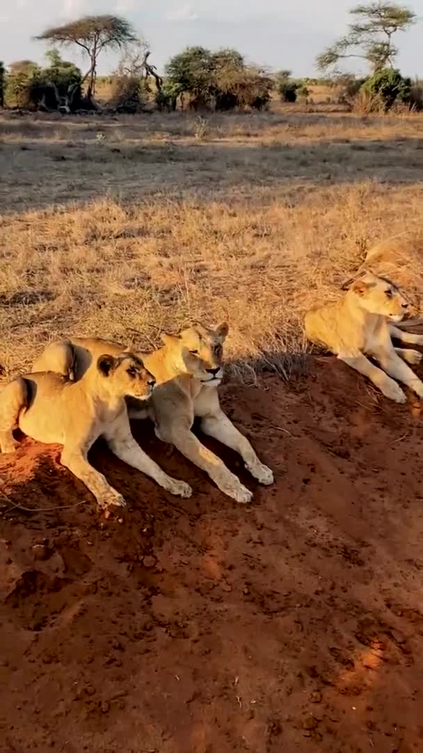 Leão Natureza Uma Grande Família Leões Selvagens Caçam Descansam Leão — Vídeo de Stock