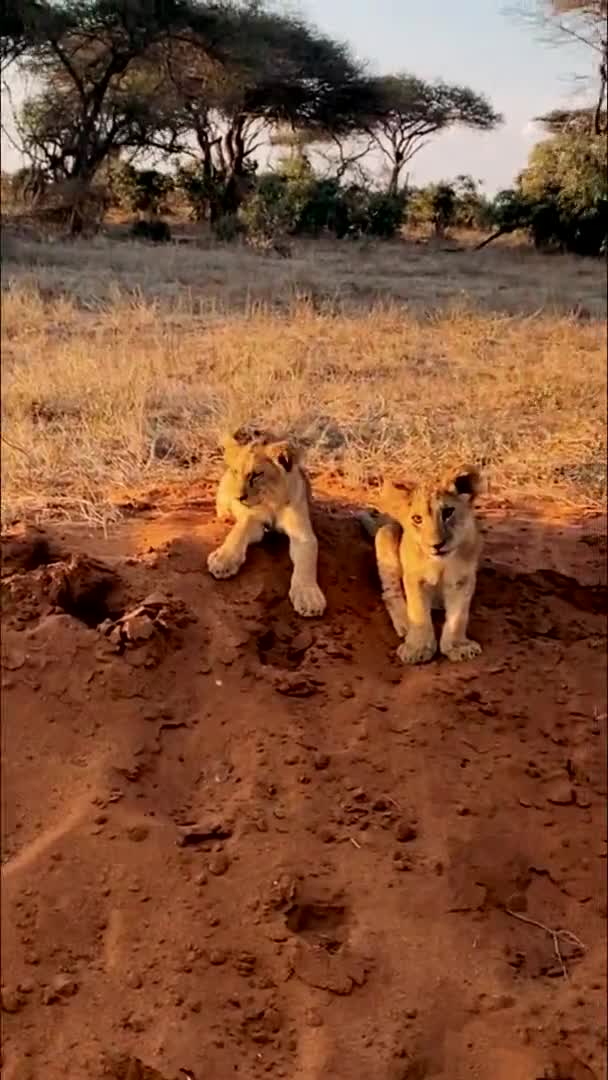 Lion Dans Nature Une Grande Famille Lions Sauvages Chasse Repose — Video