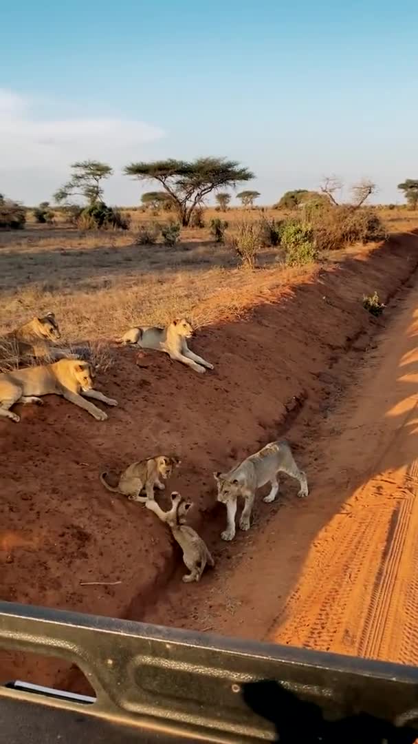 Aslan Vahşi Doğada Büyük Bir Vahşi Aslan Ailesi Avlanır Dinlenir — Stok video