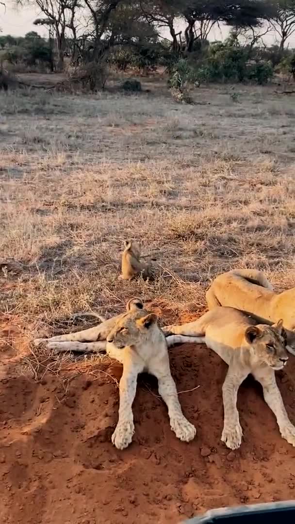 Leeuw Het Wild Een Grote Familie Wilde Leeuwen Jagen Rusten — Stockvideo