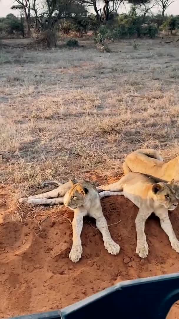 Lion Dans Nature Une Grande Famille Lions Sauvages Chasse Repose — Video
