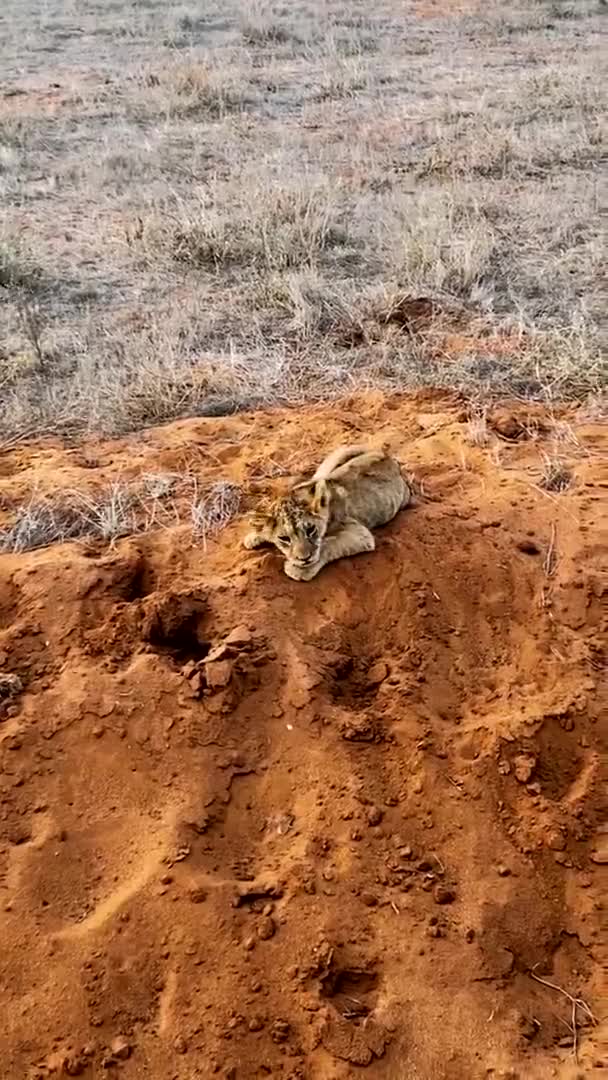 野生のライオン 野生のライオン狩りや休息の大家族 ライオン野生のゼブラを食べる — ストック動画