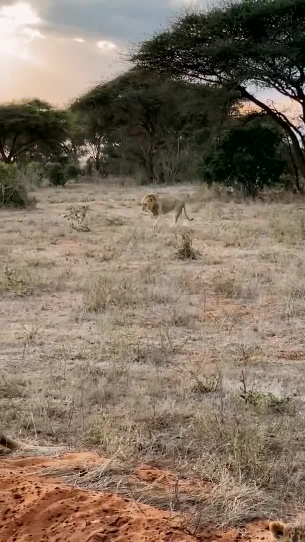 Lion Wild Large Family Wild Lions Hunt Rest Lion Eating — Stock Video