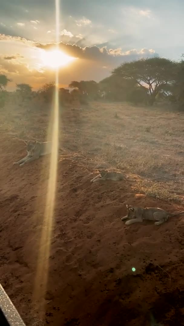 Lion Dans Nature Une Grande Famille Lions Sauvages Chasse Repose — Video