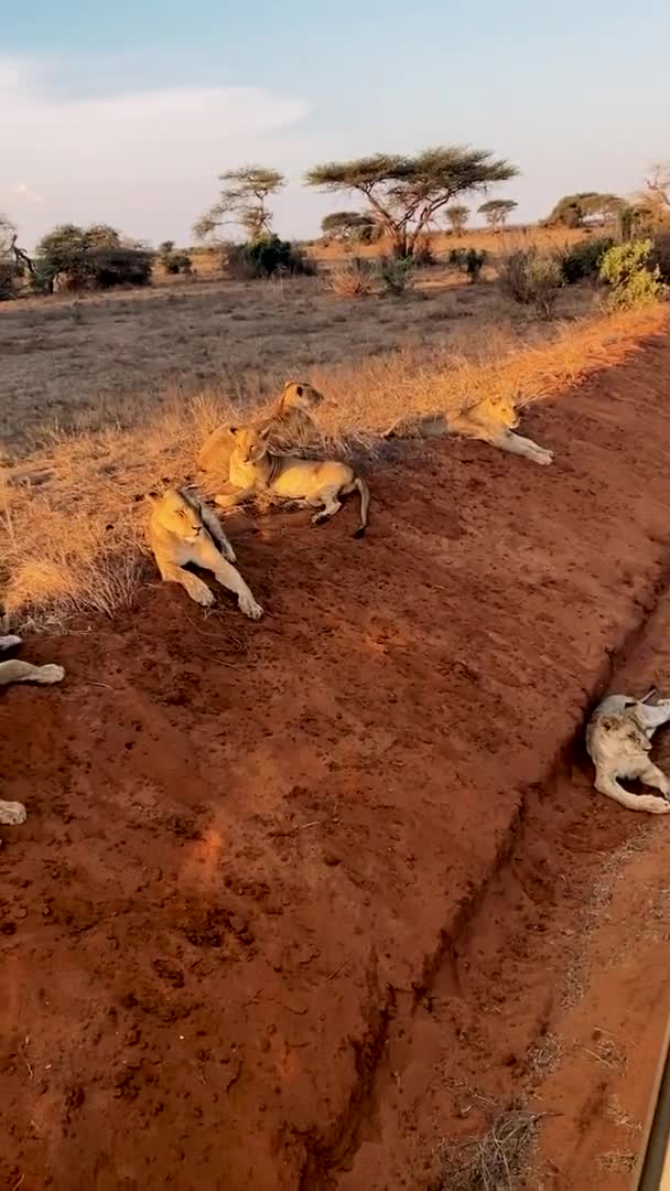 Lion Wild Large Family Wild Lions Hunt Rest Lion Eating — Stock Video