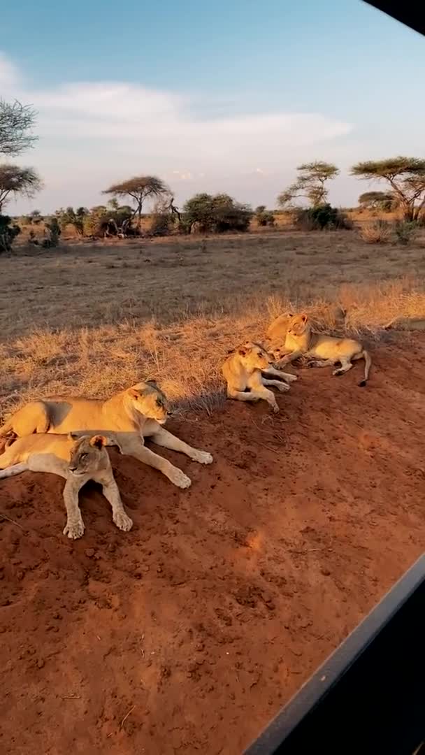 Leone Allo Stato Brado Una Grande Famiglia Leoni Selvatici Caccia — Video Stock