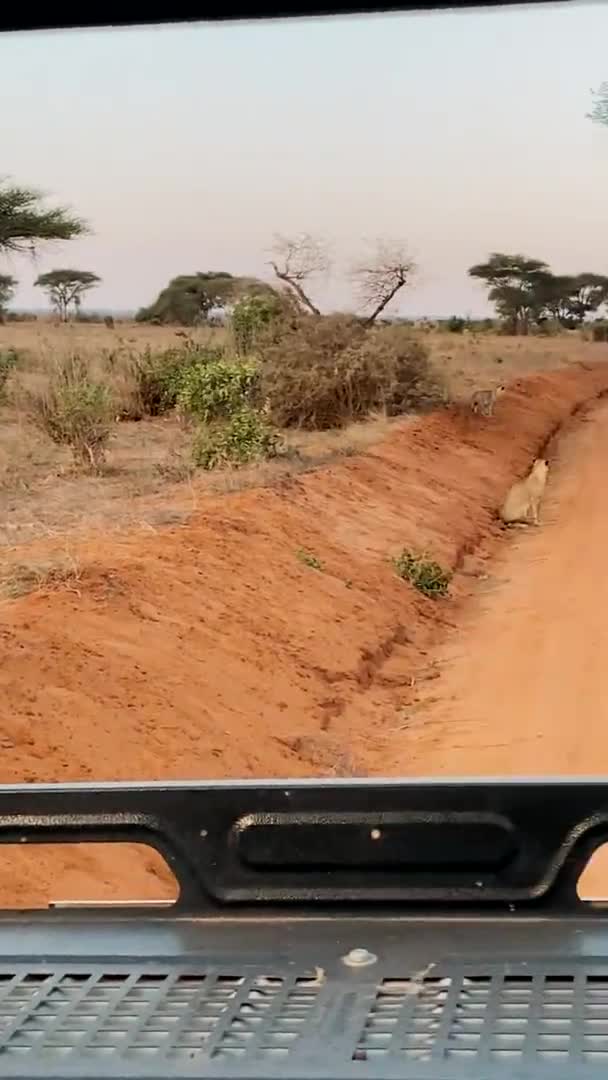 Lion Wild Large Family Wild Lions Hunt Rest Lion Eating — Stock Video