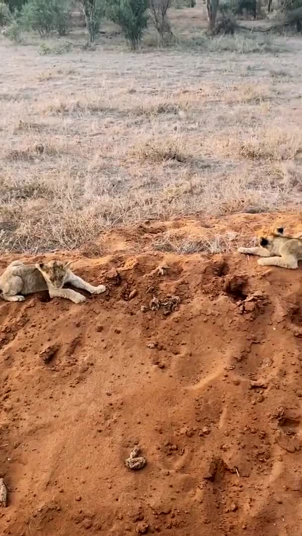 Lejon Vildmarken Stor Familj Vilda Lejon Jagar Och Vilar Lejon — Stockvideo