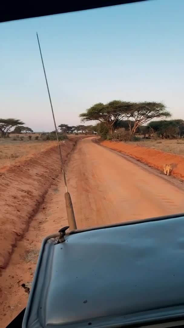 León Naturaleza Una Gran Familia Leones Salvajes Cazan Descansan León — Vídeo de stock