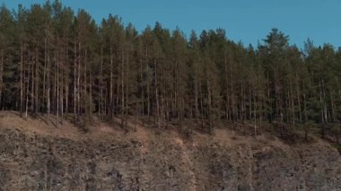 Orman açık mavi gökyüzüne karşı