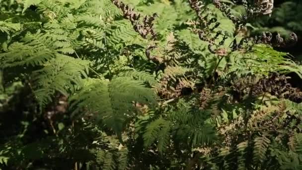 Groene Varens Bij Warm Zomerweer Het Bos — Stockvideo