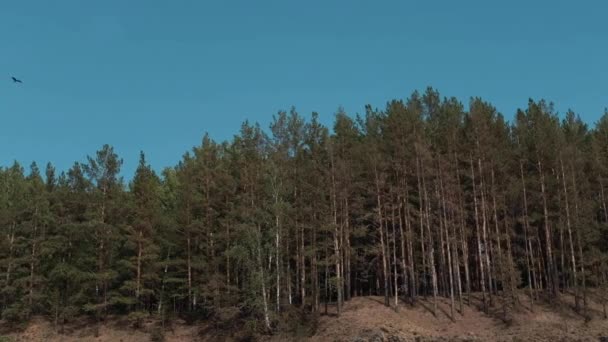 Bos Tegen Een Blauwe Heldere Lucht — Stockvideo