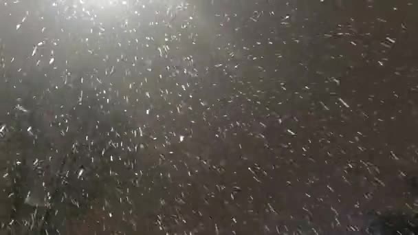 Noci Padá Sníh Skutečný Sníh Padající Sníh Izolovaný Černém Pozadí — Stock video