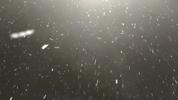 Snow Falls Night Real Snow Falling Snow Isolated Black Background — Stock Video