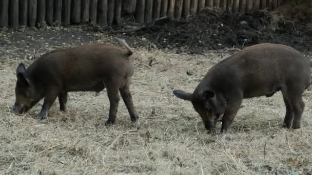 Cerdos Salvajes Cárcel Cerdos Salvajes Enraizados Barro — Vídeos de Stock