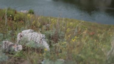 Rüzgarda sallanan Ölü Yaz Çimi