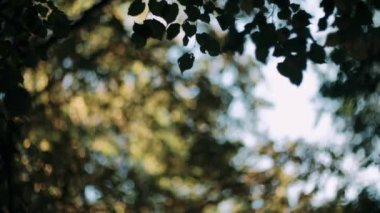 Ağaç yaprakları açık bir yaz gününde gün batımında