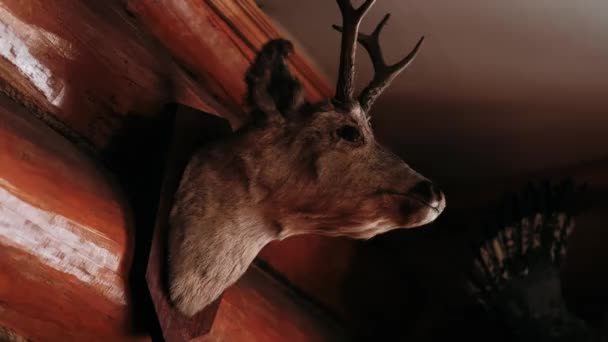 Cabaña Caza Desde Interior Animales Muertos Rellenos Pared — Vídeo de stock