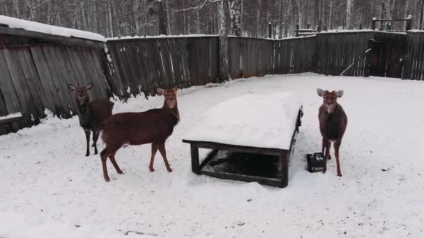 Ferme Cerfs Haut Beaux Cerfs — Video