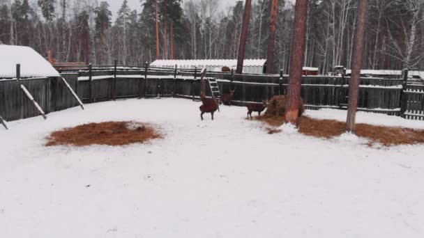 Ferme Cerfs Haut Beaux Cerfs — Video