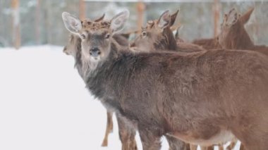 Kışın geyik. Geyik sürüsü