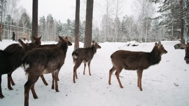 Cerfs Hiver Troupeau Cerfs — Video