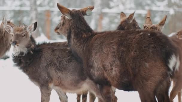 Rehe Winter Hirschrudel — Stockvideo