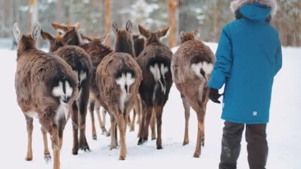 Rehe Winter Hirschrudel — Stockvideo