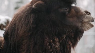 Bir bactrian devesi karda duruyor ve saman çiğniyor. Karda iki hörgüçlü devenin portresi