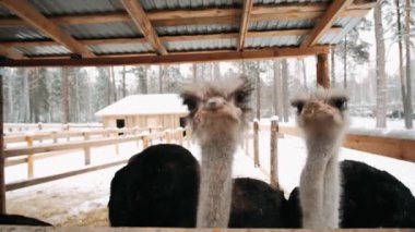 Ağıldaki devekuşu kışın yemek yer. Devekuşu kalemi. Üç devekuşu geçidi kapatan bir tahtanın arkasından dışarı bakıyor..