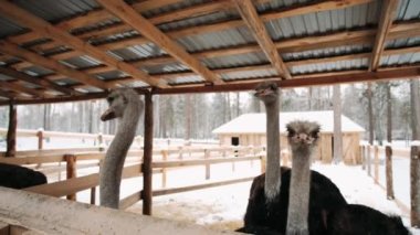 Ağıldaki devekuşu kışın yemek yer. Devekuşu kalemi. Üç devekuşu geçidi kapatan bir tahtanın arkasından dışarı bakıyor..