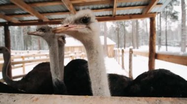 Ağıldaki devekuşu kışın yemek yer. Devekuşu kalemi. Üç devekuşu geçidi kapatan bir tahtanın arkasından dışarı bakıyor..