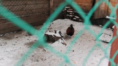 Demir kafesteki vahşi kuşlar